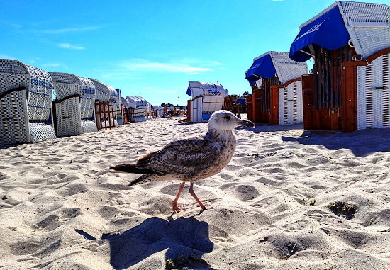 groemitz-ostsee-moewe